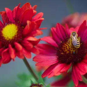 Gaillardia x grandiflora burgunder (9cm Pot)