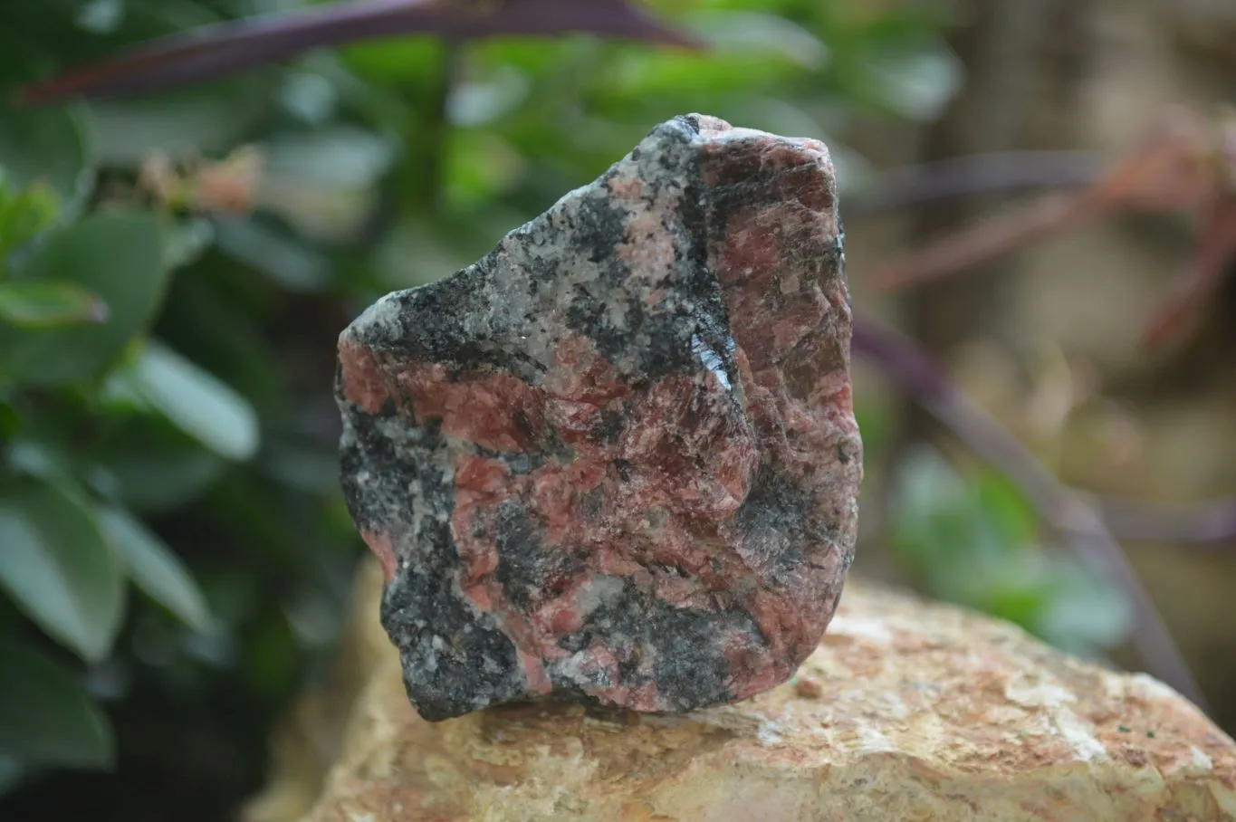 Natural Rhodonite Cobbed Specimens x 8 From Zimbabwe