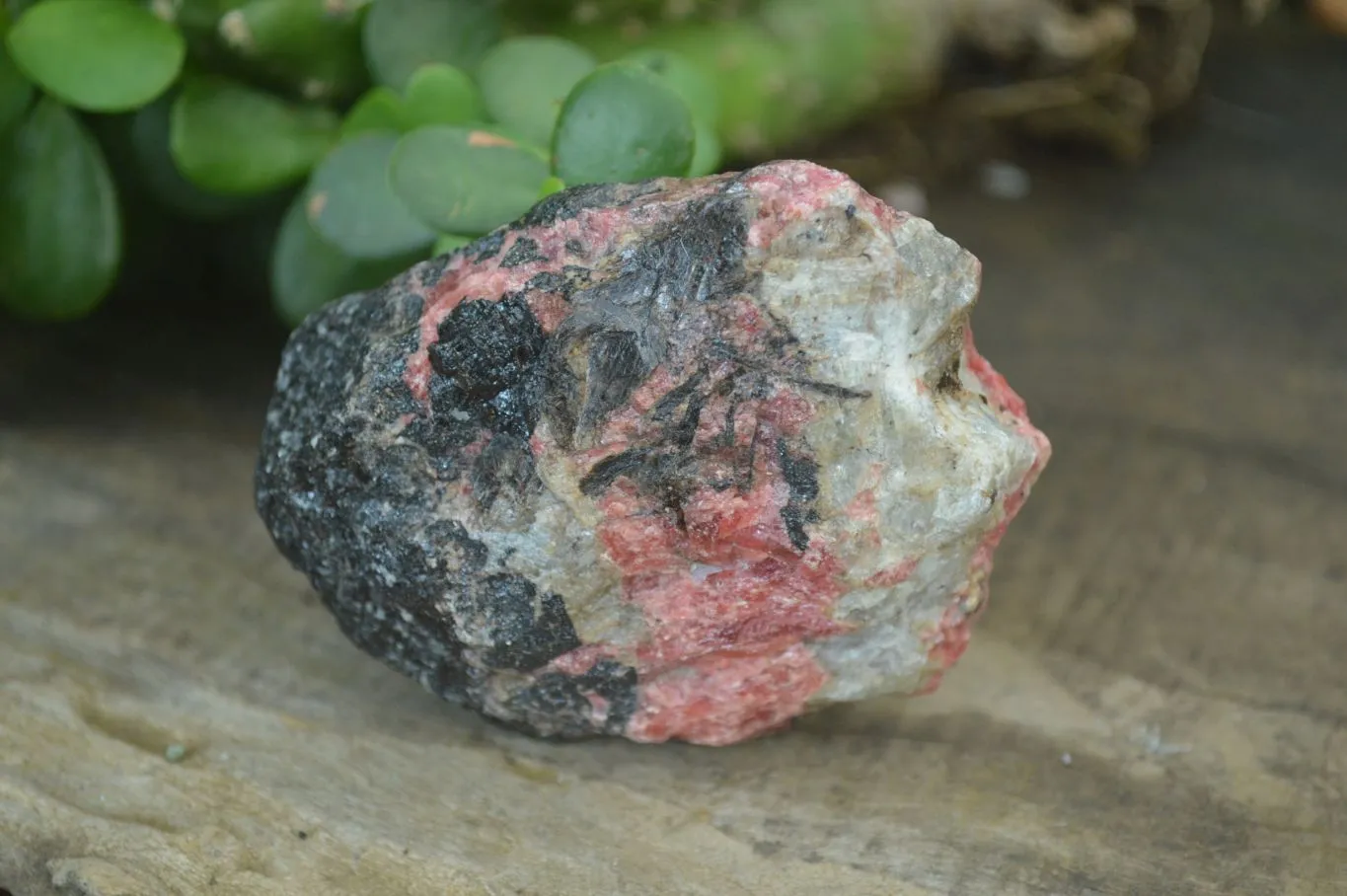 Natural Rhodonite Cobbed Specimens x 8 From Zimbabwe