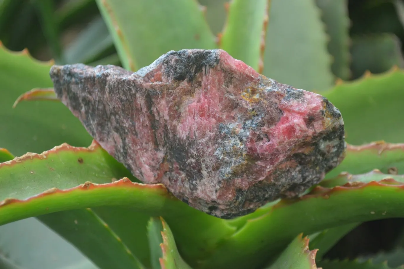 Natural Rhodonite Cobbed Specimens x 8 From Zimbabwe