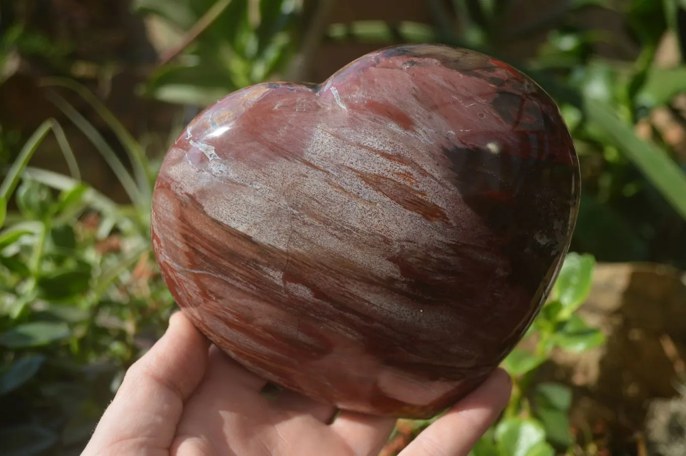 Polished Podocarpus Petrified Wood Hearts x 2 From Mahajanga, Madagascar