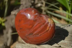 Polished Podocarpus Petrified Wood Hearts x 2 From Mahajanga, Madagascar