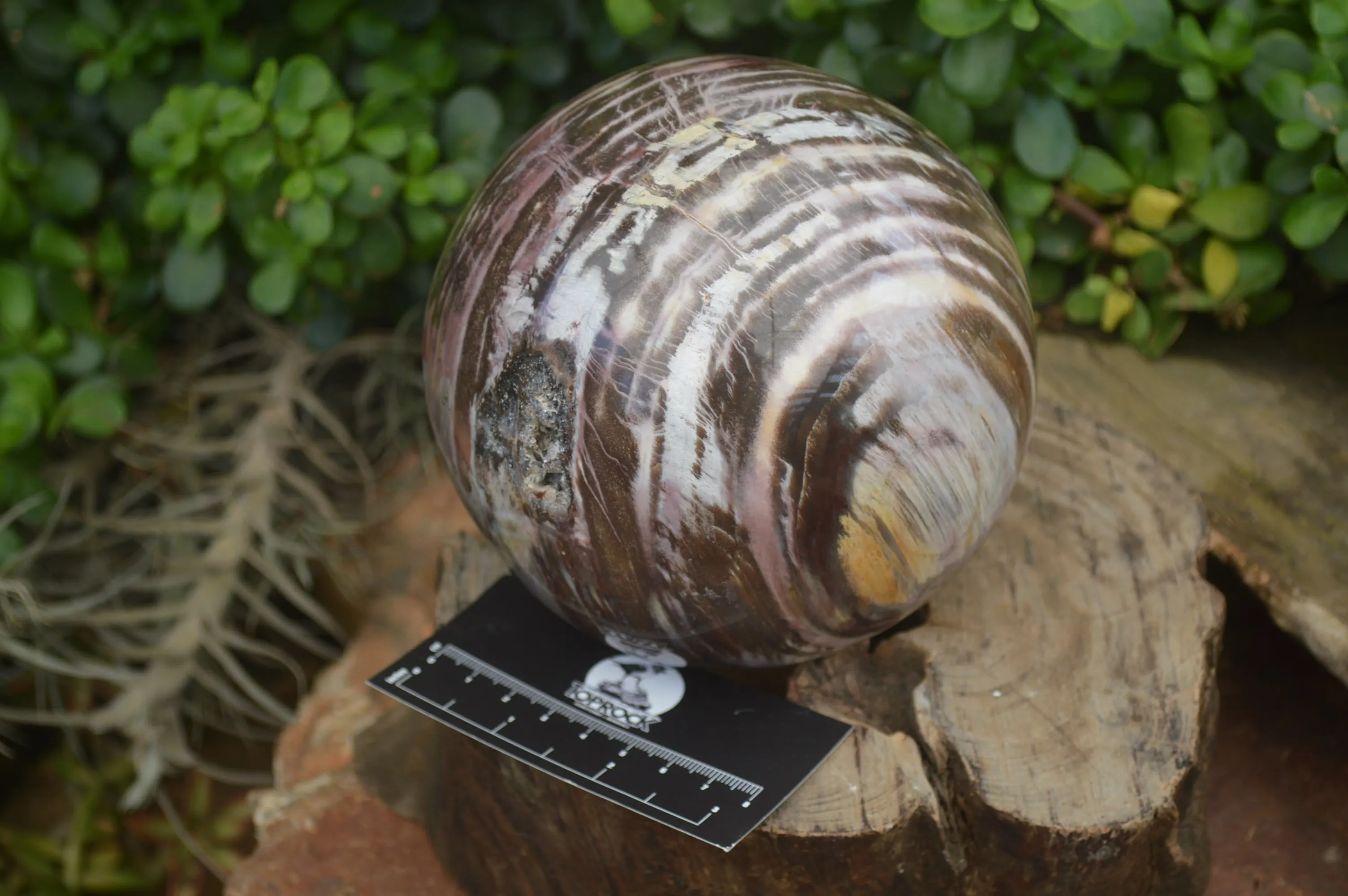 Polished Podocarpus Petrified Wood Sphere x 1 From Mahajanga, Madagascar