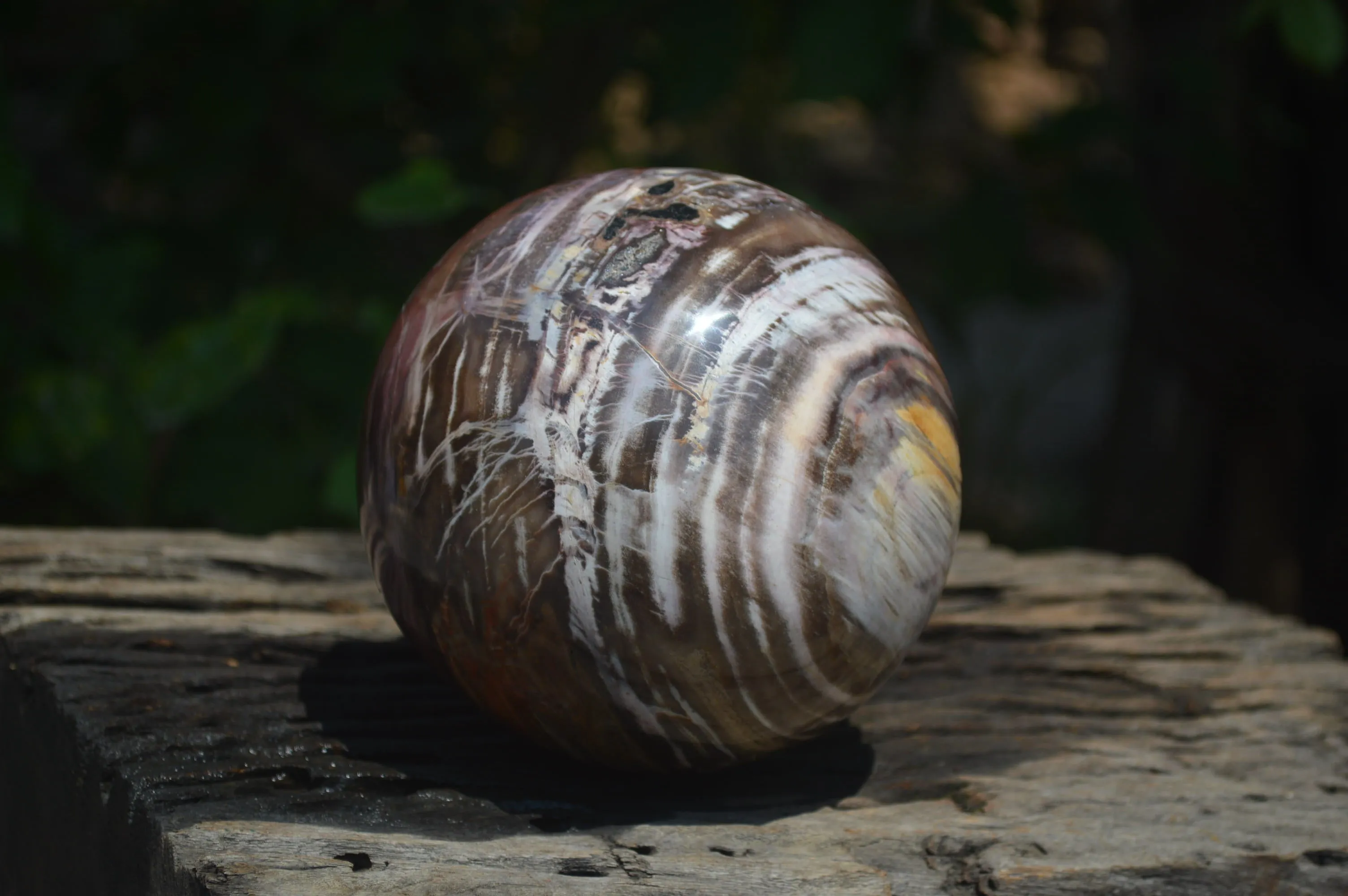 Polished Podocarpus Petrified Wood Sphere x 1 From Mahajanga, Madagascar