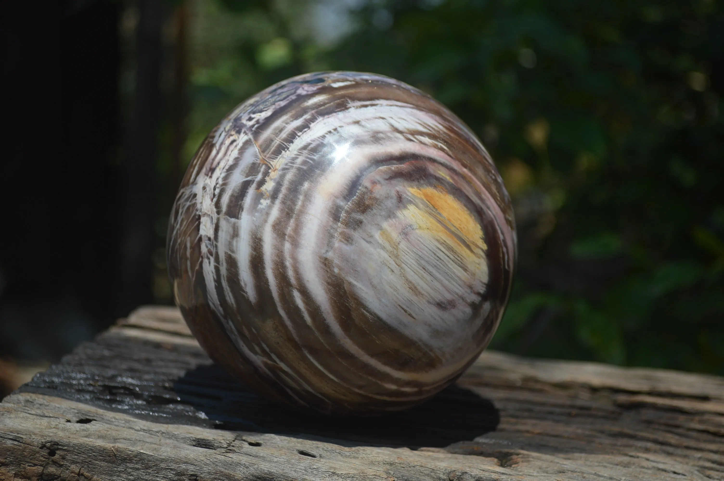 Polished Podocarpus Petrified Wood Sphere x 1 From Mahajanga, Madagascar