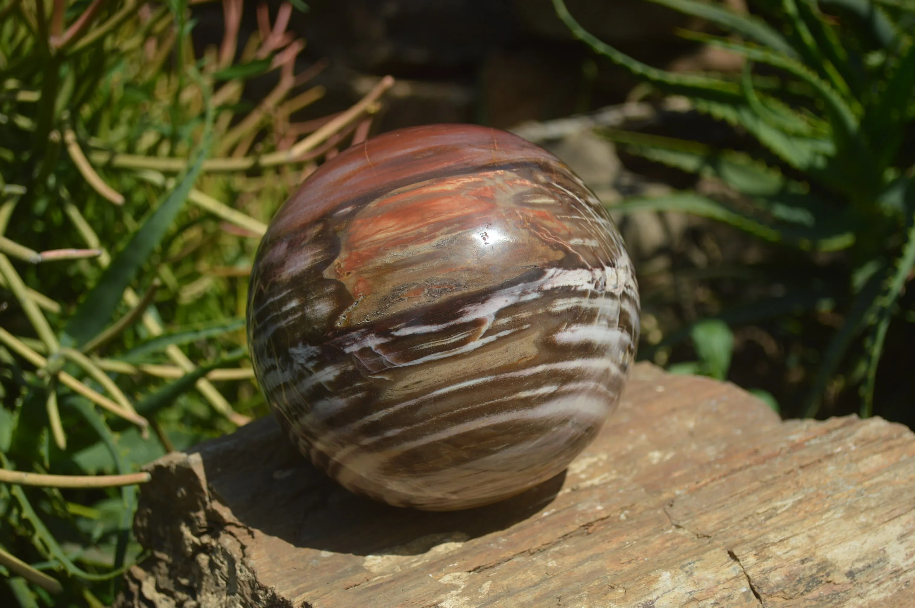 Polished Podocarpus Petrified Wood Sphere x 1 From Mahajanga, Madagascar