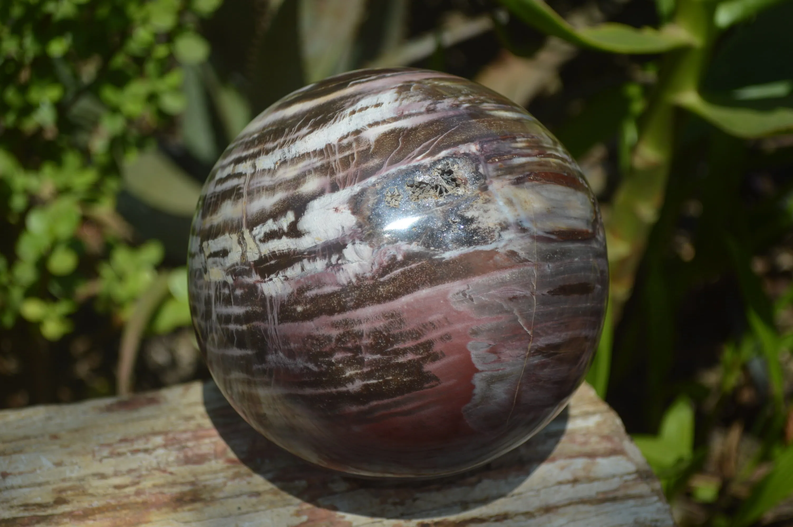 Polished Podocarpus Petrified Wood Sphere x 1 From Mahajanga, Madagascar