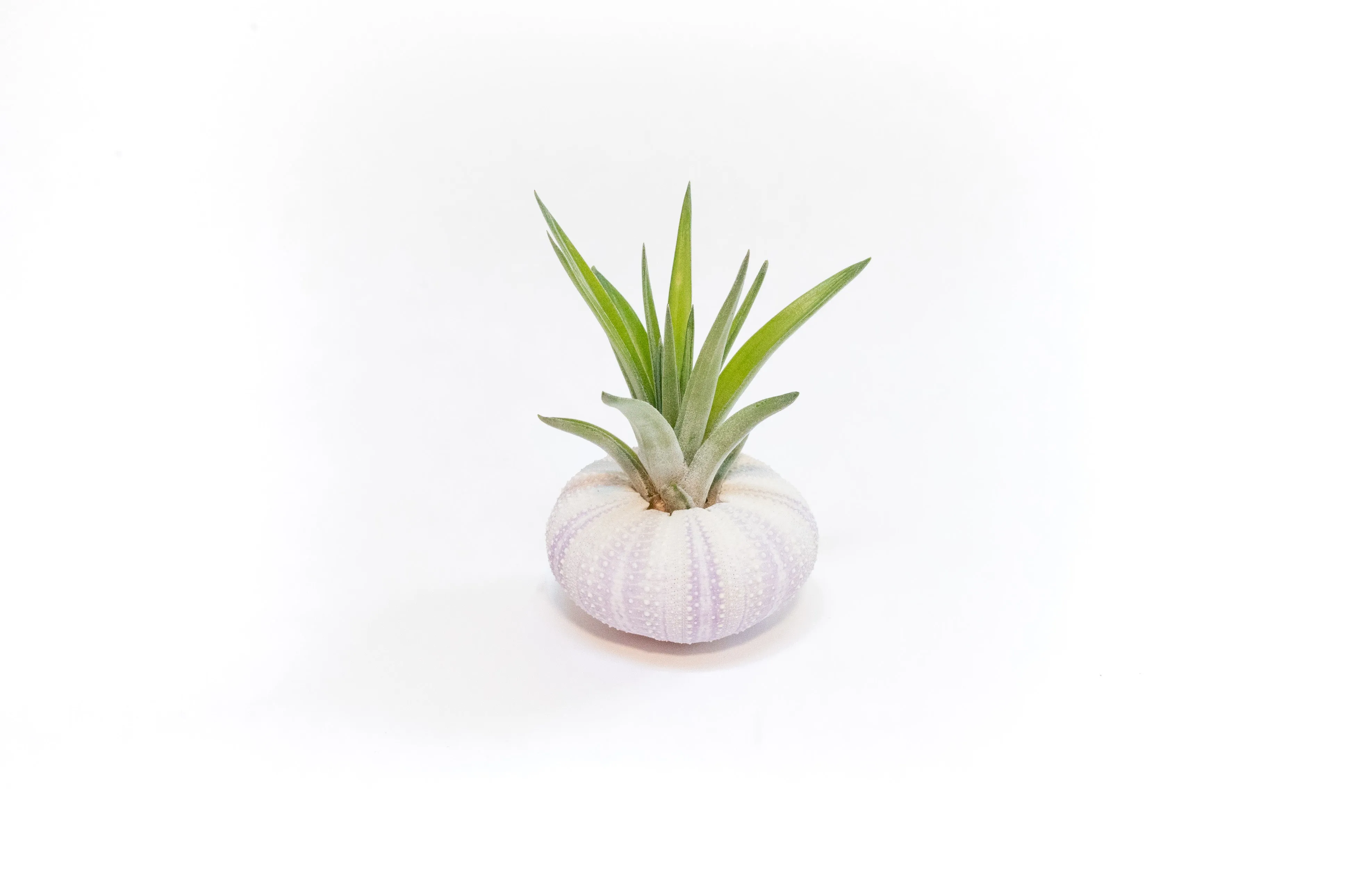 Purple Urchin with Tillandsia Air Plant - Set of 1, 3 or 5