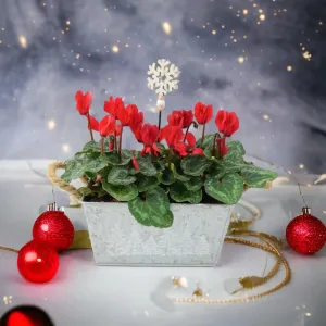 Red Cyclamen In Christmas Trough