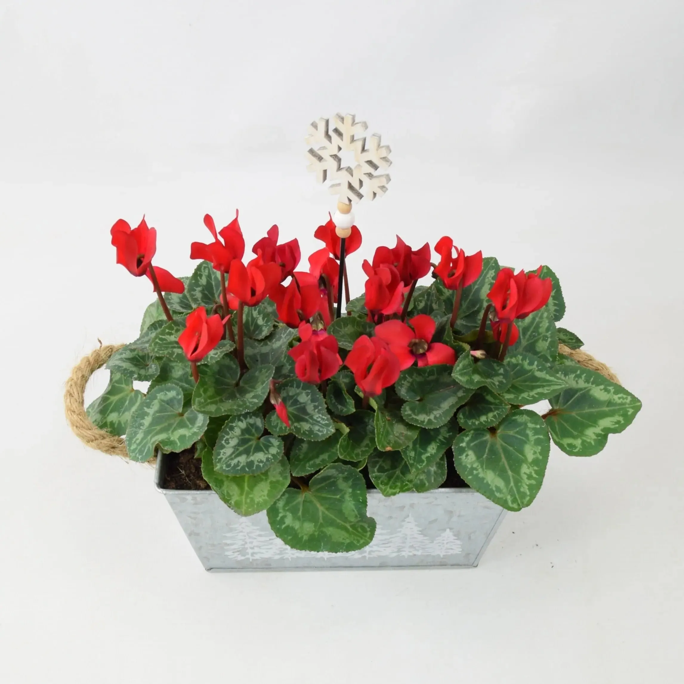 Red Cyclamen In Christmas Trough