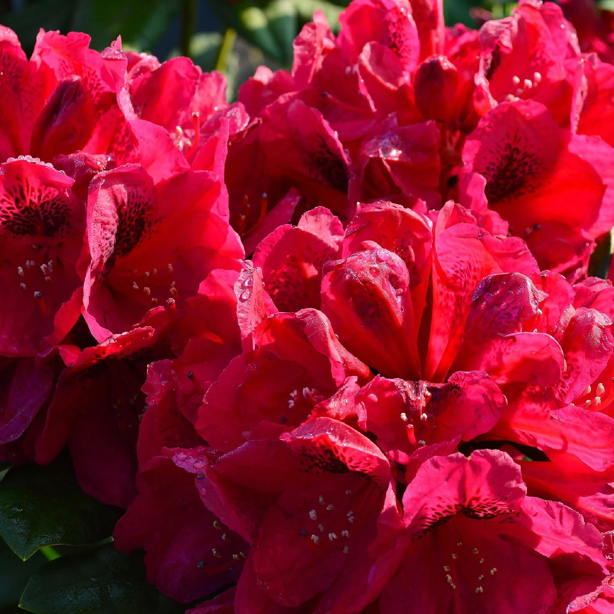 Rhododendron 'Lord Roberts' 5L