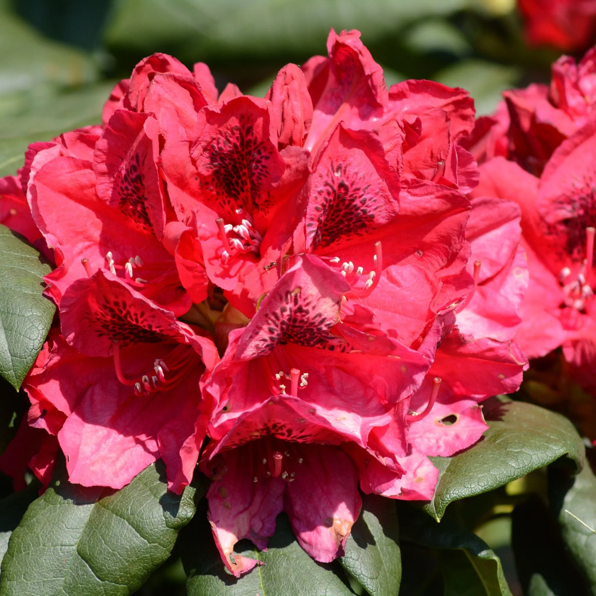 Rhododendron 'Lord Roberts' 5L